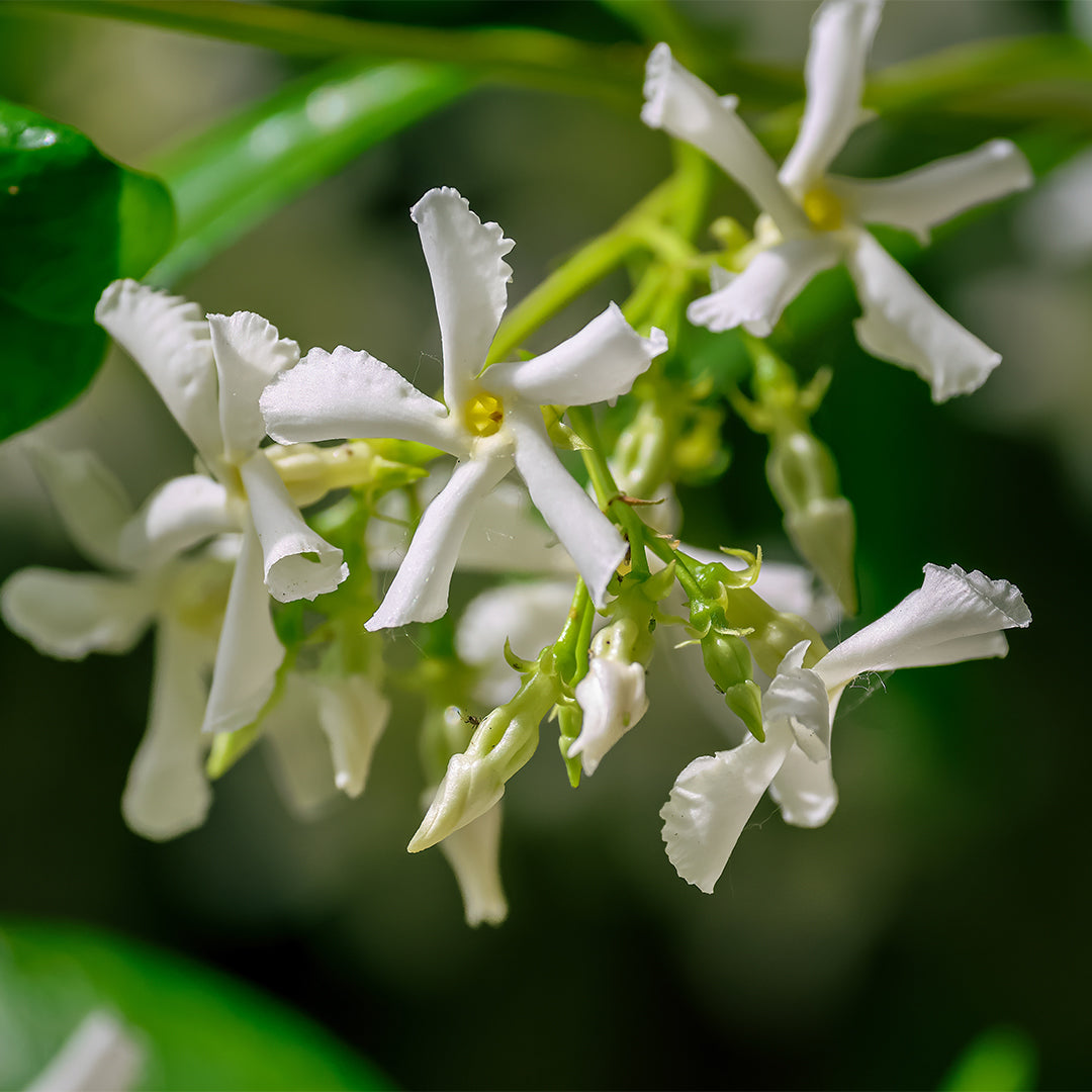 161W Eternal Love For Her – Chogan Parfum