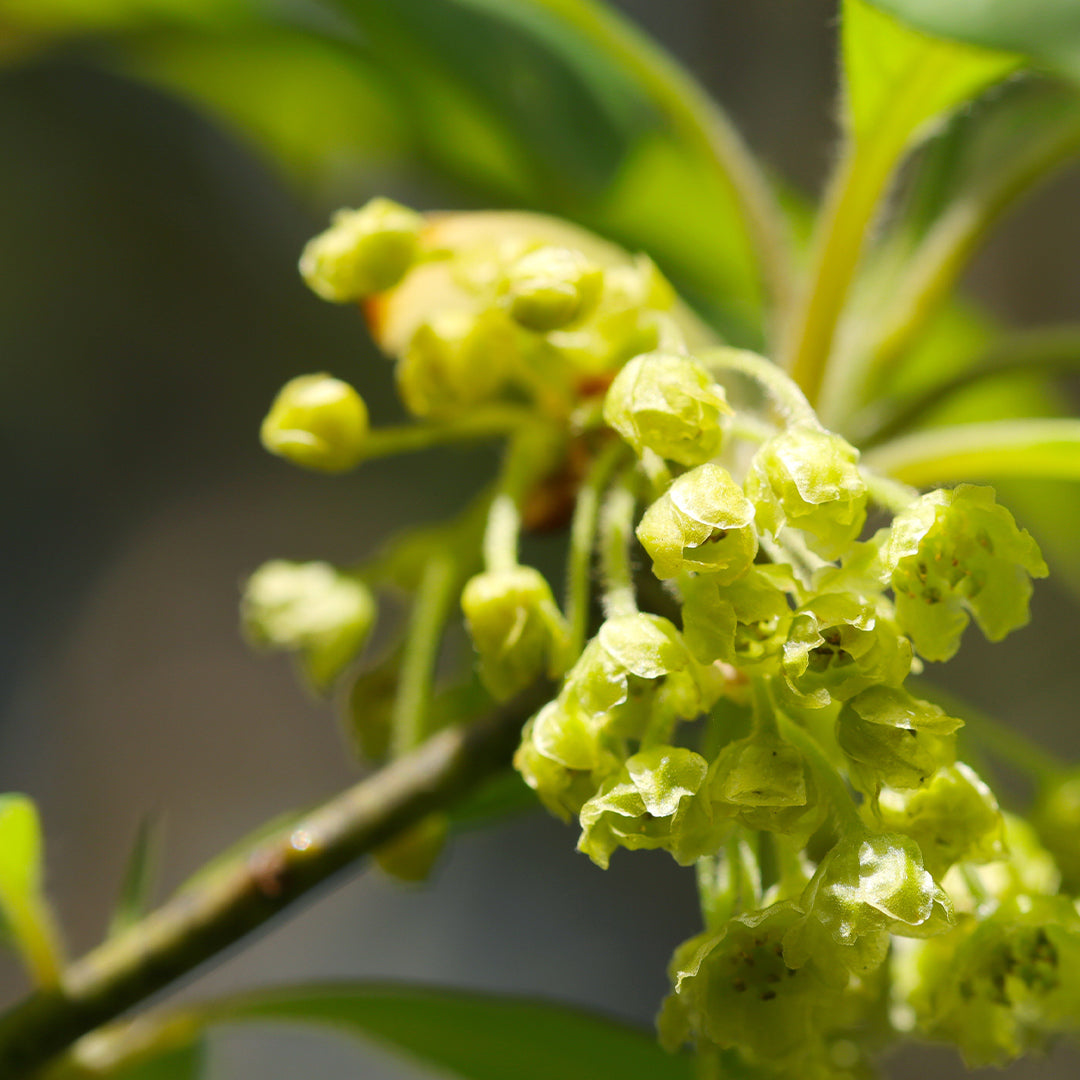 161W Eternal Love For Her – Chogan Parfum